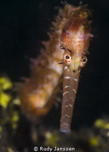 Sea horse Hippocampus histrix by Rudy Janssen 